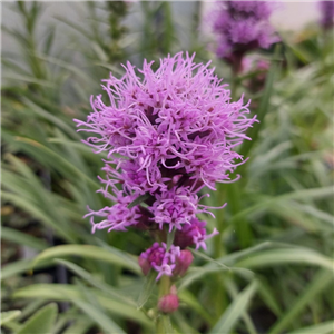 Liatris Spicata 'Floristan Violet'